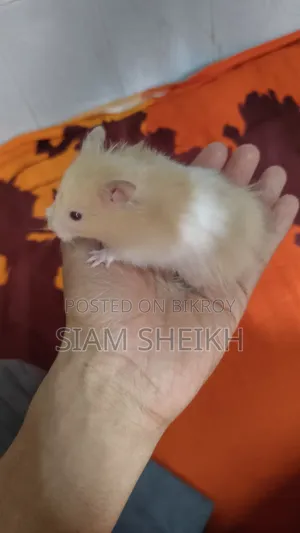 হাই কোয়ালিটির লং হেয়ার সিরিয়াল Hamster