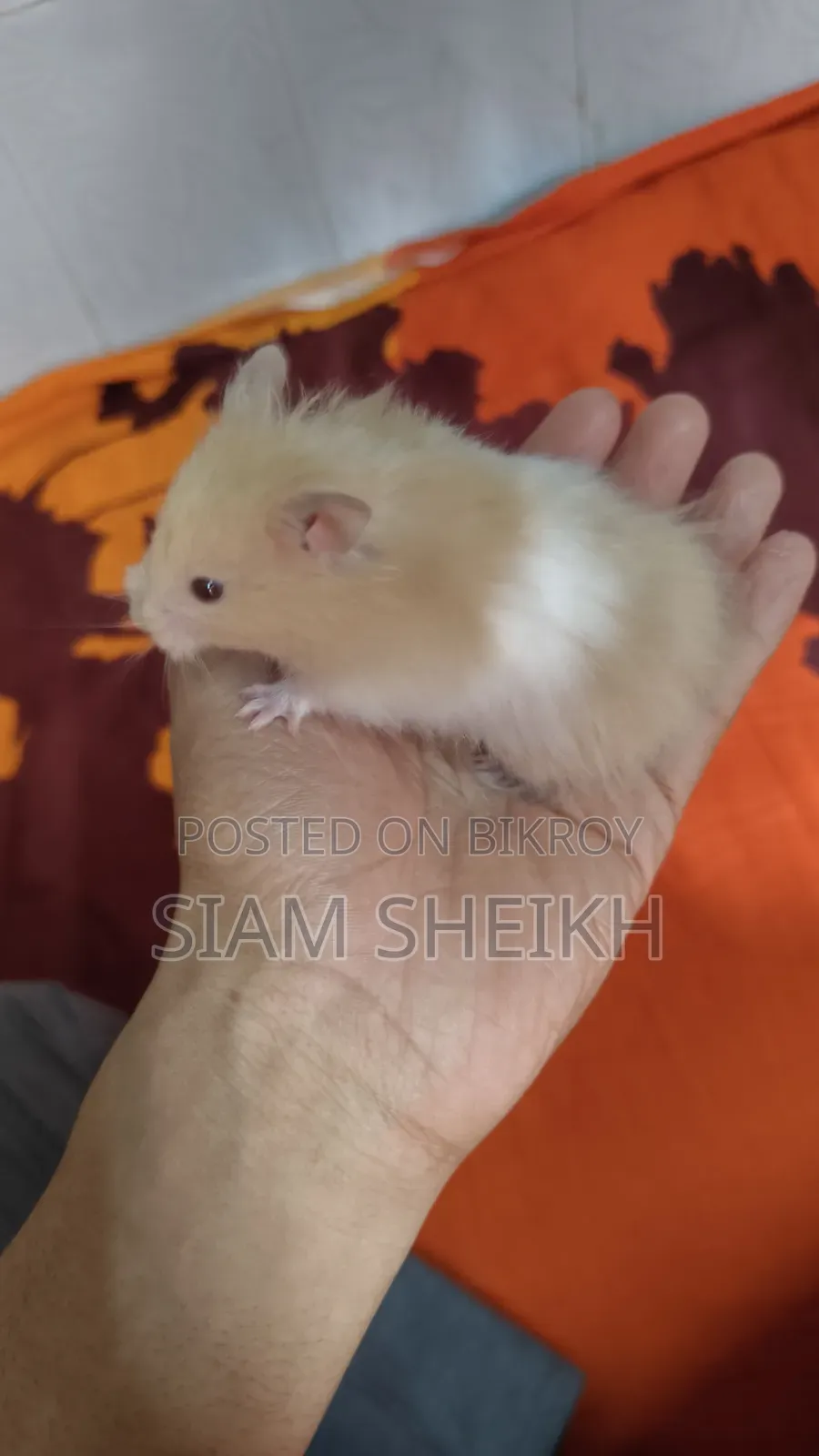 হাই কোয়ালিটির লং হেয়ার সিরিয়াল Hamster