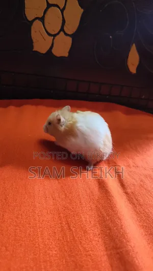 হাই কোয়ালিটির লং হেয়ার সিরিয়াল Hamster