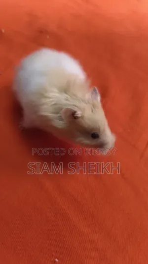 হাই কোয়ালিটির লং হেয়ার সিরিয়াল Hamster