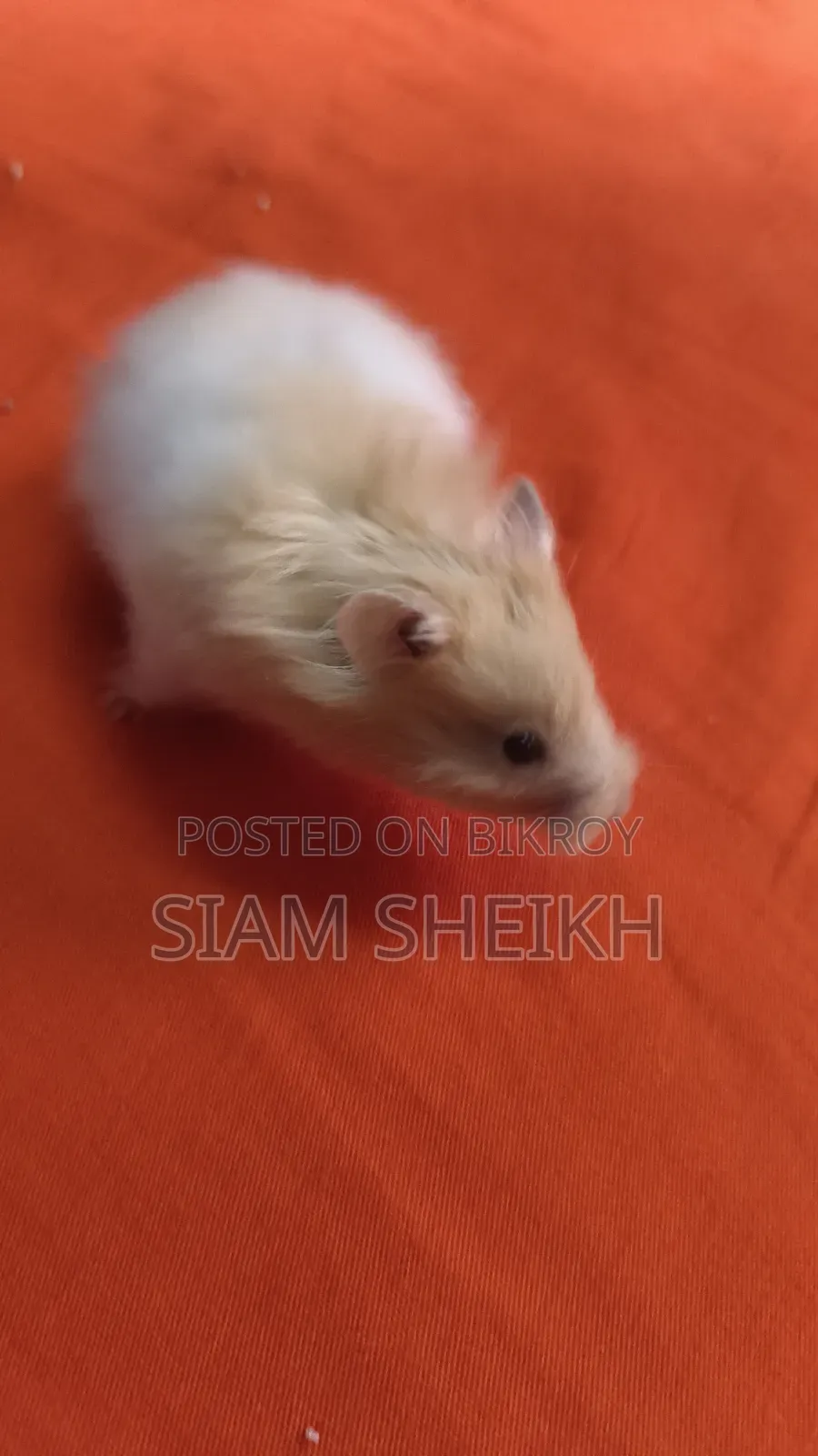 হাই কোয়ালিটির লং হেয়ার সিরিয়াল Hamster