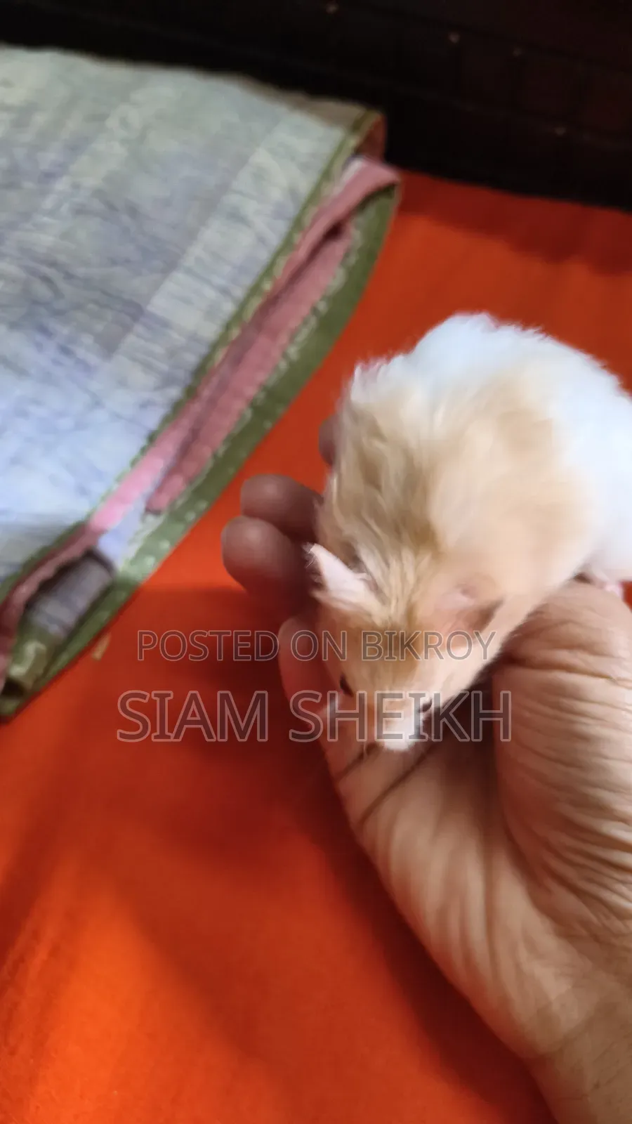 হাই কোয়ালিটির লং হেয়ার সিরিয়াল Hamster