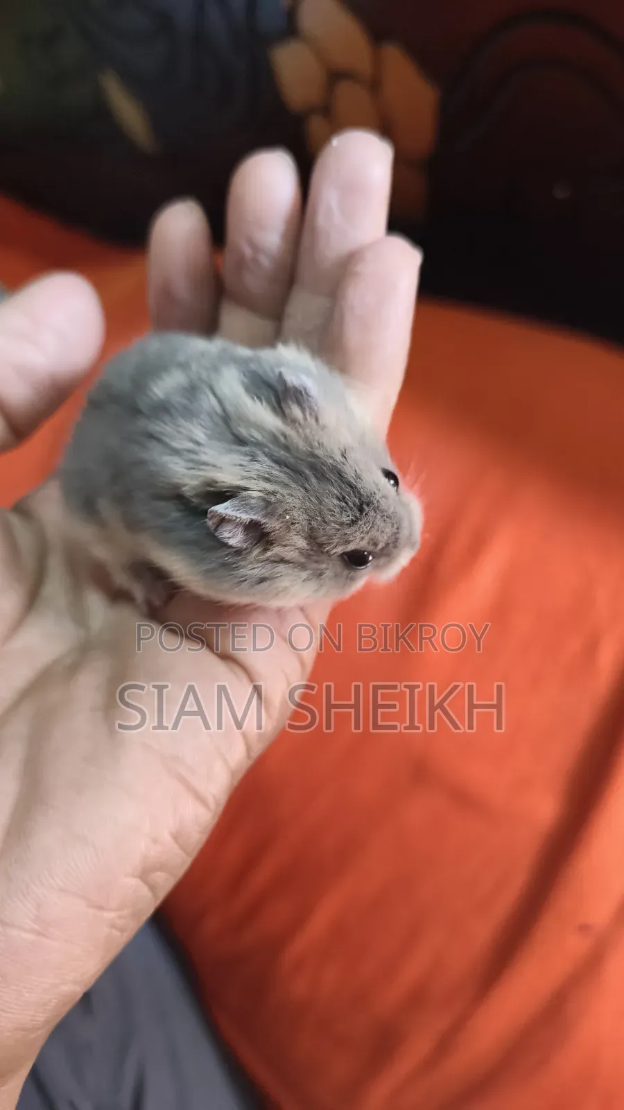 Russian Hamster for Sale