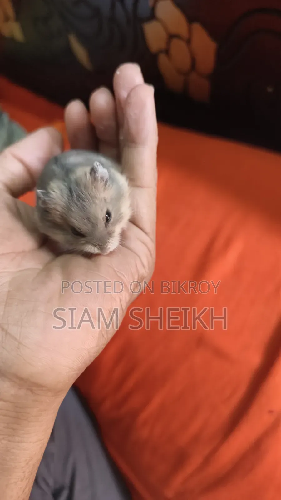 Russian Hamster for Sale