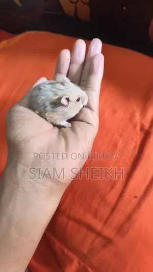 Russian Hamster for Sale