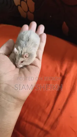Russian Hamster for Sale