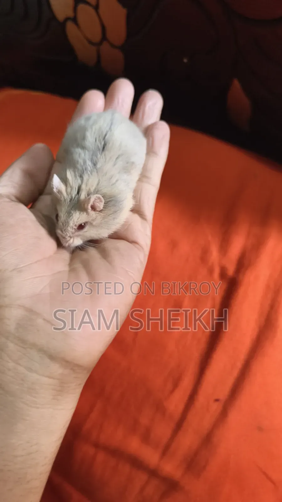 Russian Hamster for Sale