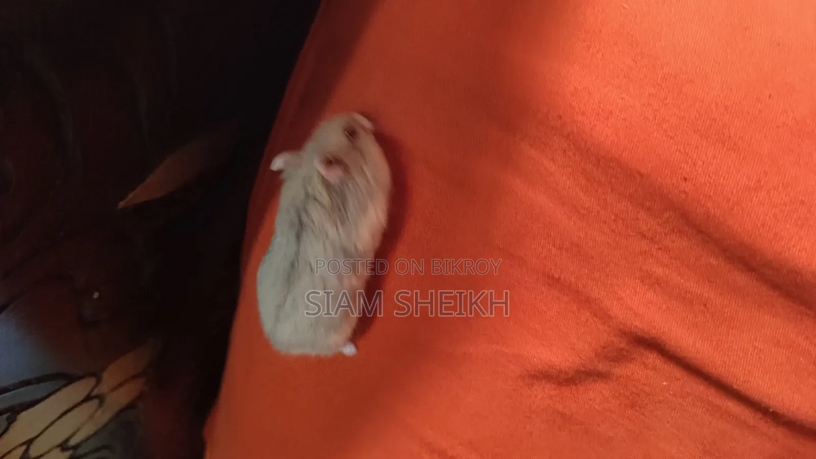 Russian Hamster for Sale