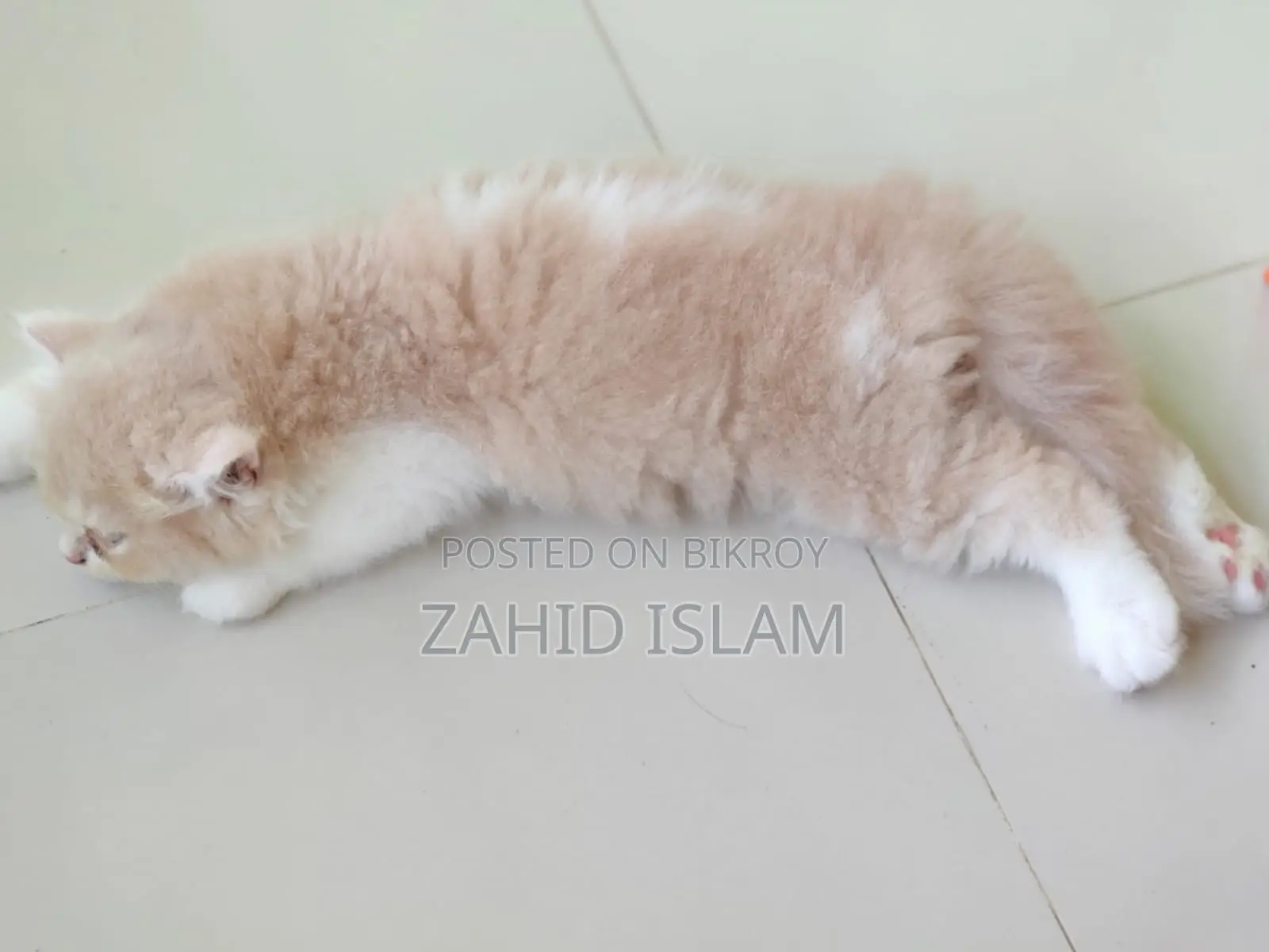 1-3 Months Female Purebred Persian Cat