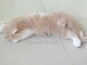 1-3 Months Female Purebred Persian Cat