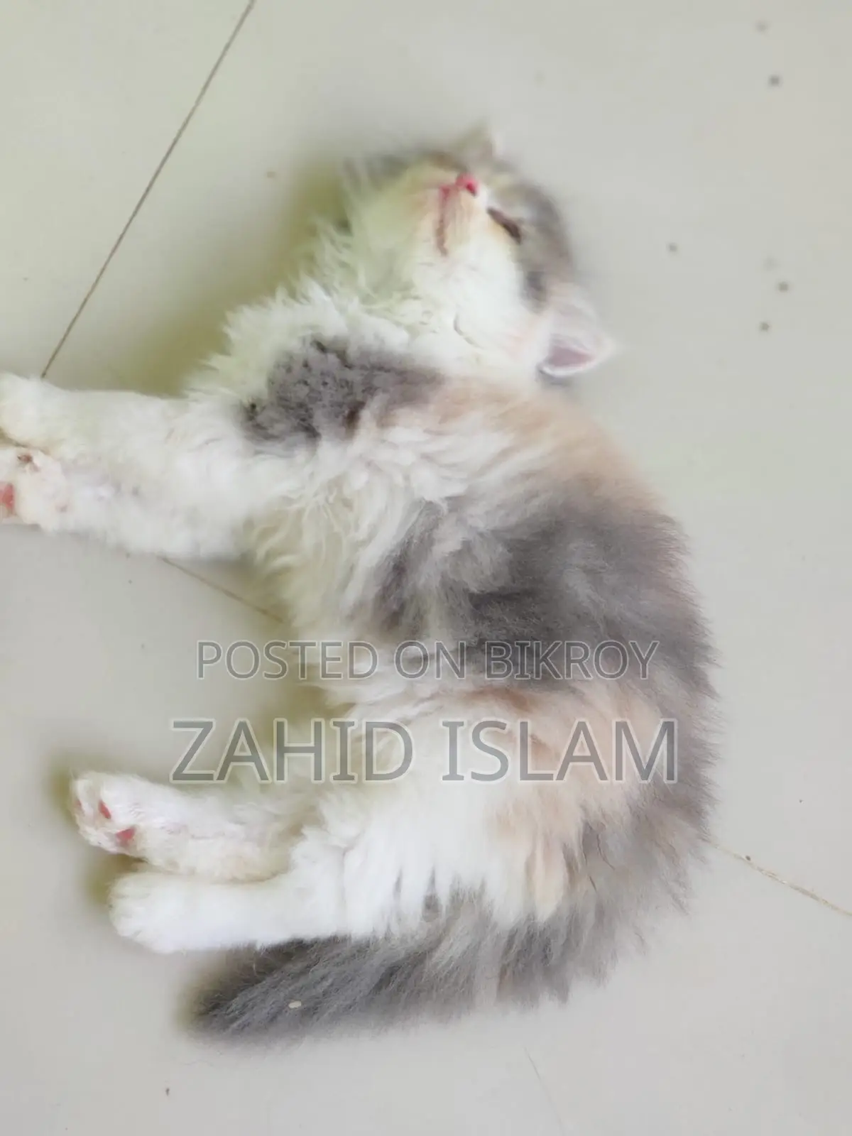 1-3 Months Female Purebred Persian Cat