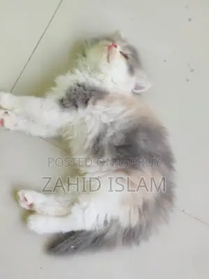 1-3 Months Female Purebred Persian Cat