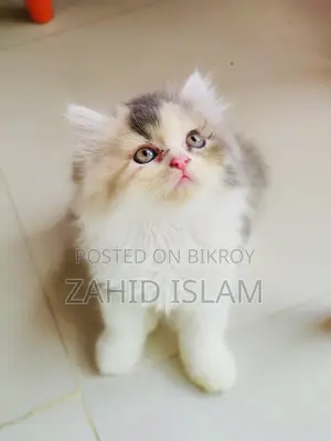 ১-৩ মাস বয়সী মেয়ে বিশুদ্ধ পার্সিয়ান বিড়াল