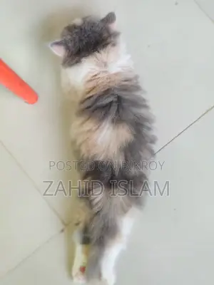 1-3 Months Female Purebred Persian Cat