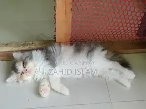 1-3 Months Female Purebred Persian Cat