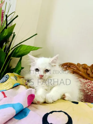 1-3 Months Female Purebred Persian