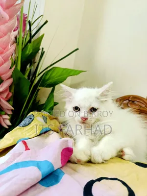 1-3 Months Female Purebred Persian