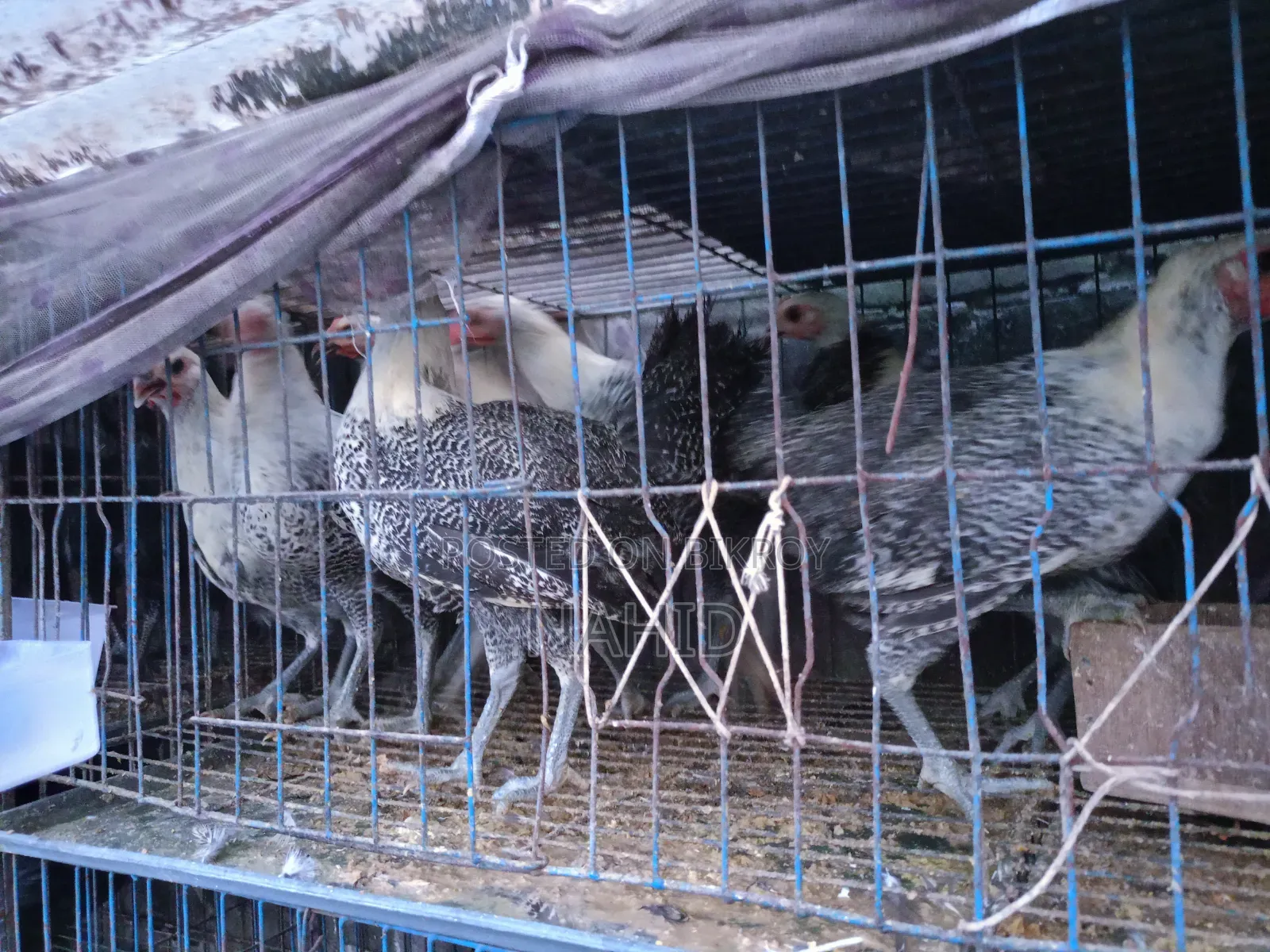 ফাওমি মুরগি