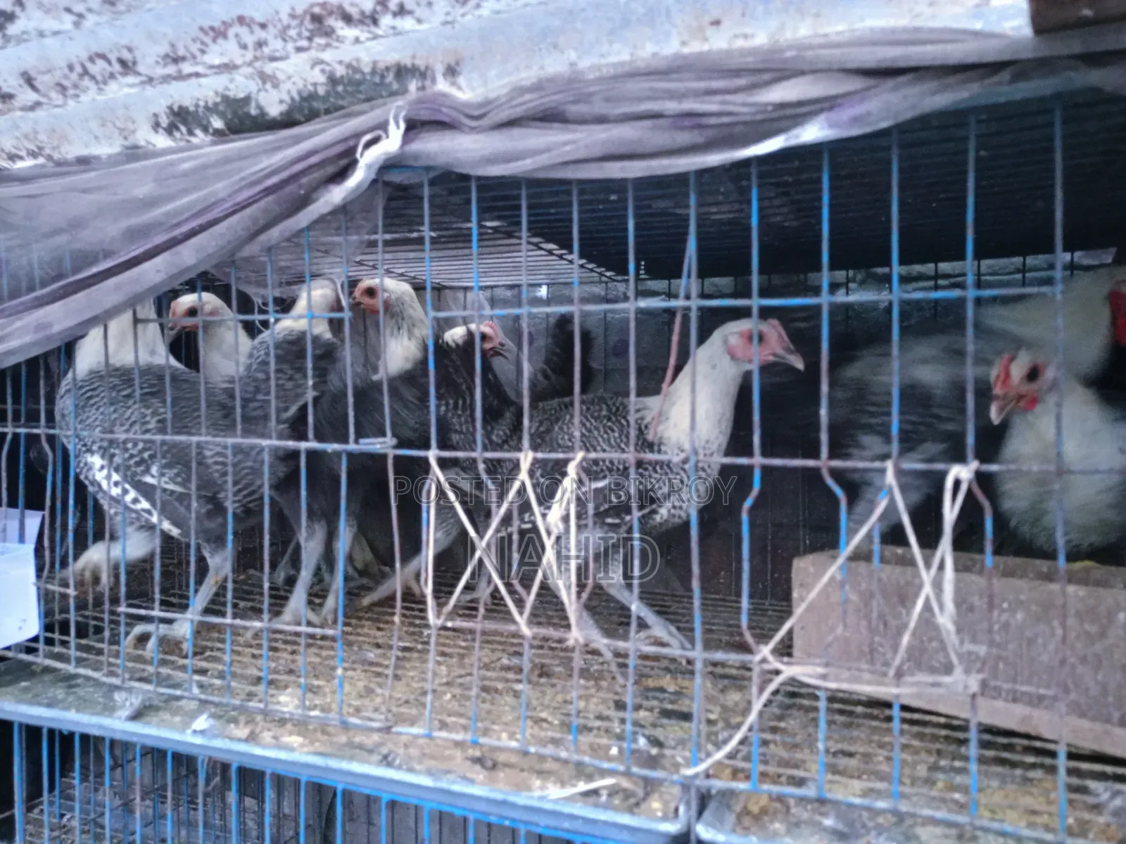 ফাওমি মুরগি