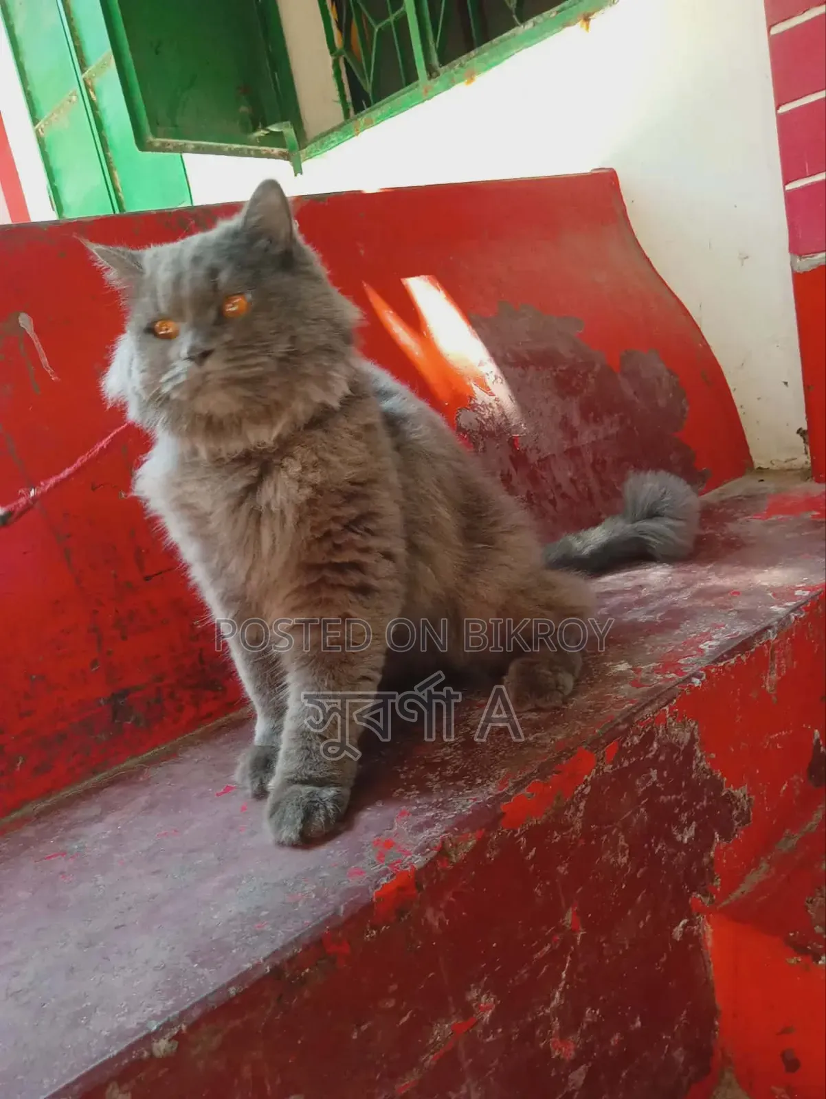1+ Year Male Purebred Cat