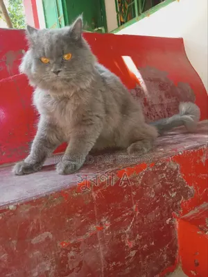 1+ Year Male Purebred Cat