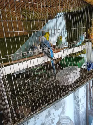 Bajrigar Bird 10 Pcs