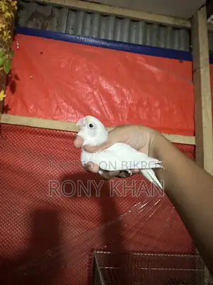 Running Pair Love Bird