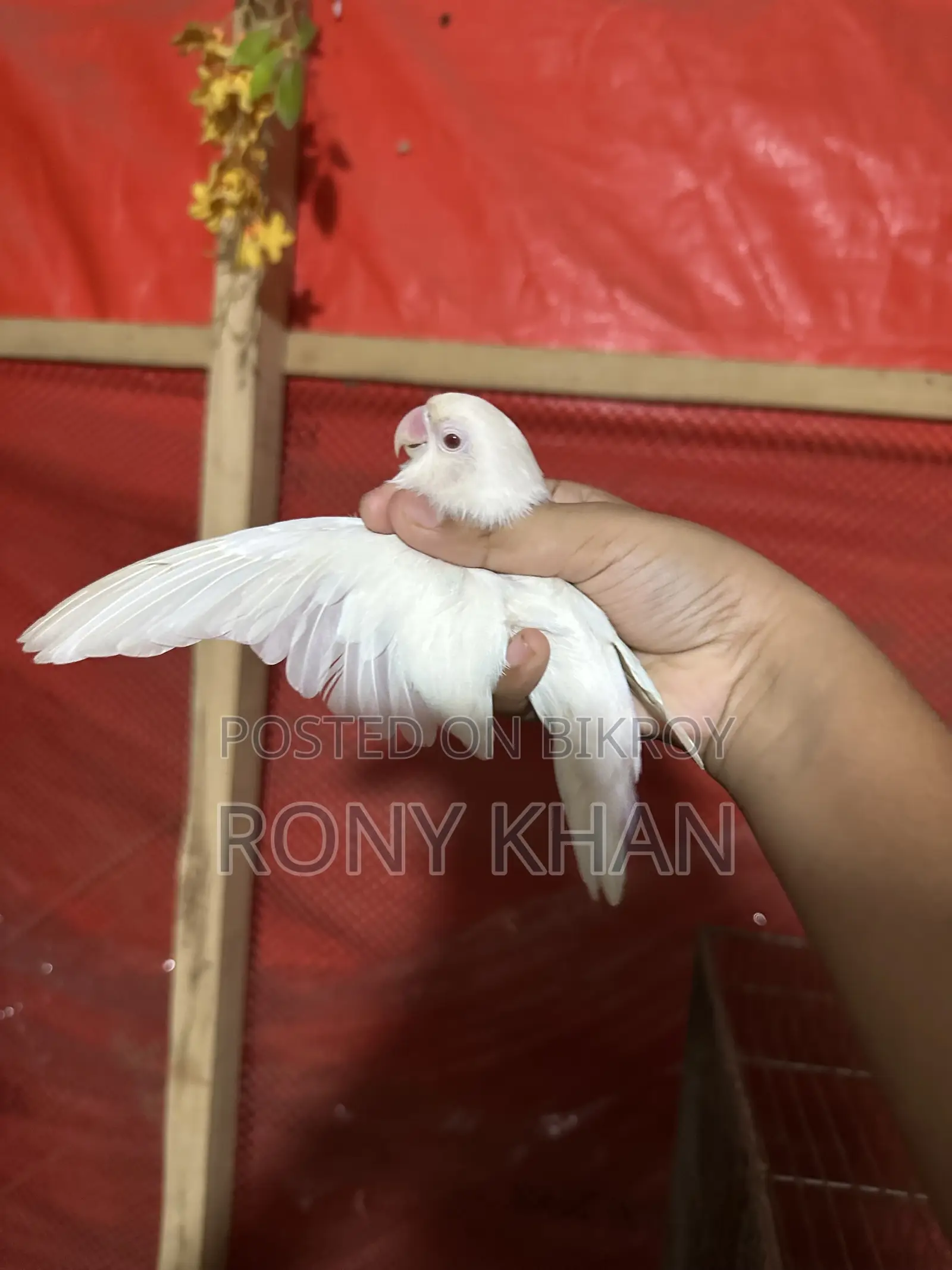 Running Pair Love Bird