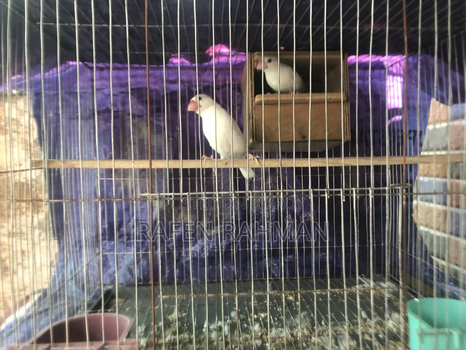 White Java Finch Eggs and Chicks Running