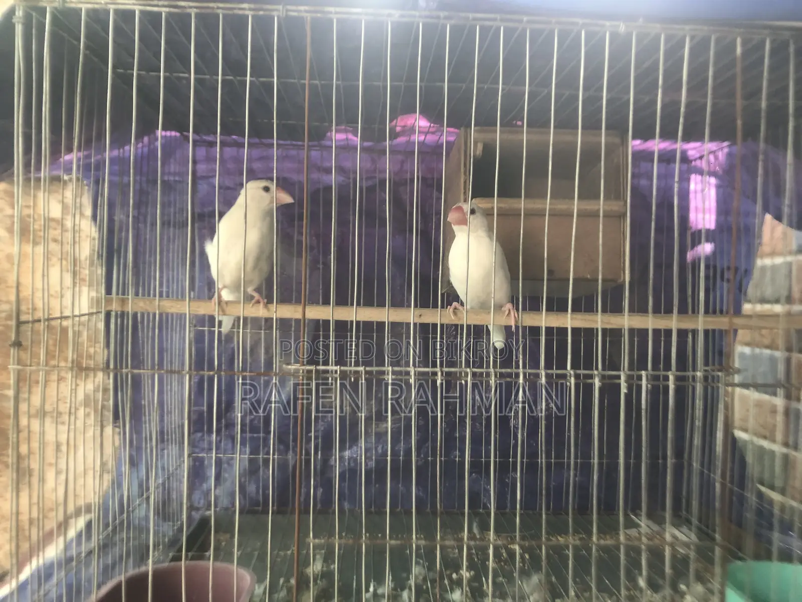 White Java Finch Eggs and Chicks Running