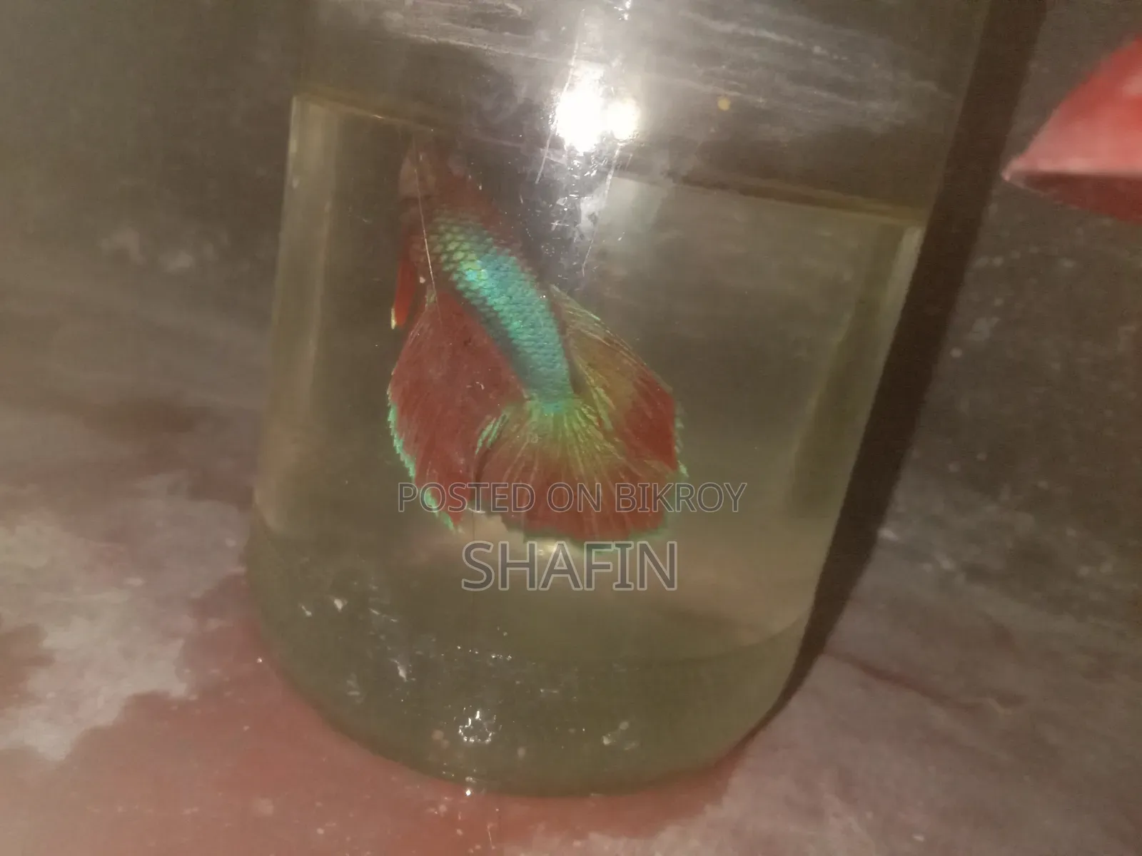 Betta Fish