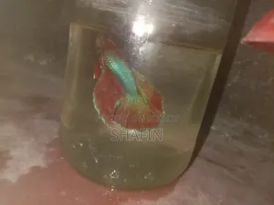 বেটা মাছ