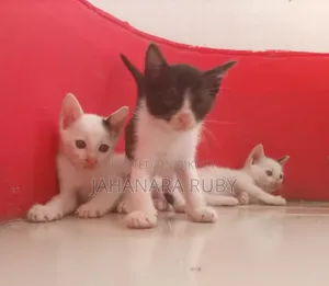 ১-৩ মাস বয়সী স্ত্রী পিওরব্রেড বেঙ্গল বিড়াল