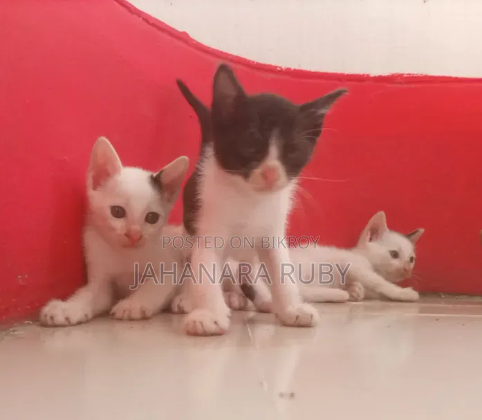1-3 Months Female Purebred Bengal