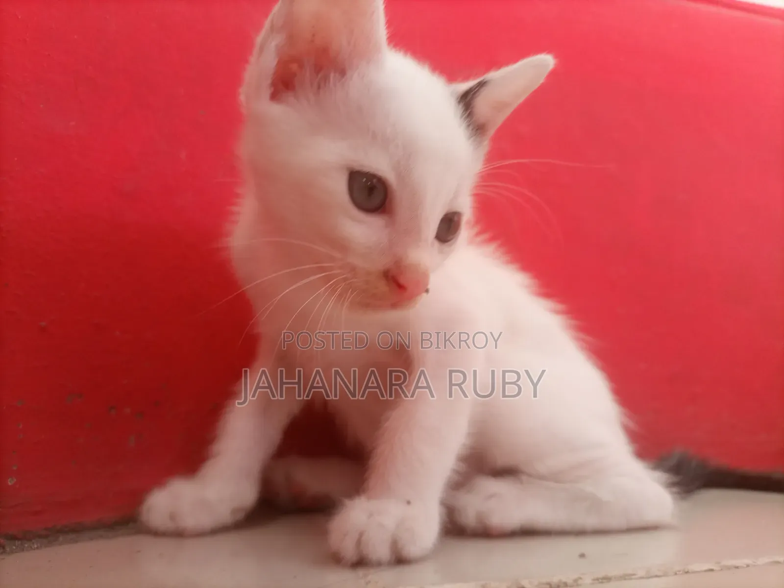 1-3 Months Female Purebred Bengal