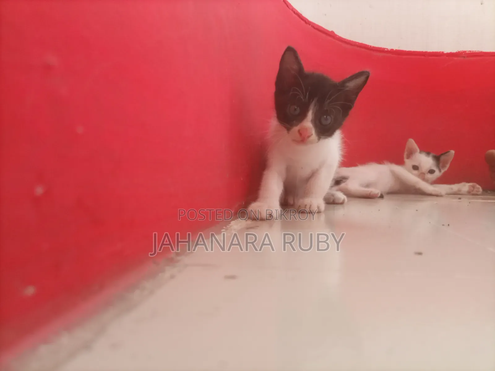 1-3 Months Female Purebred Bengal