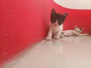 1-3 Months Female Purebred Bengal