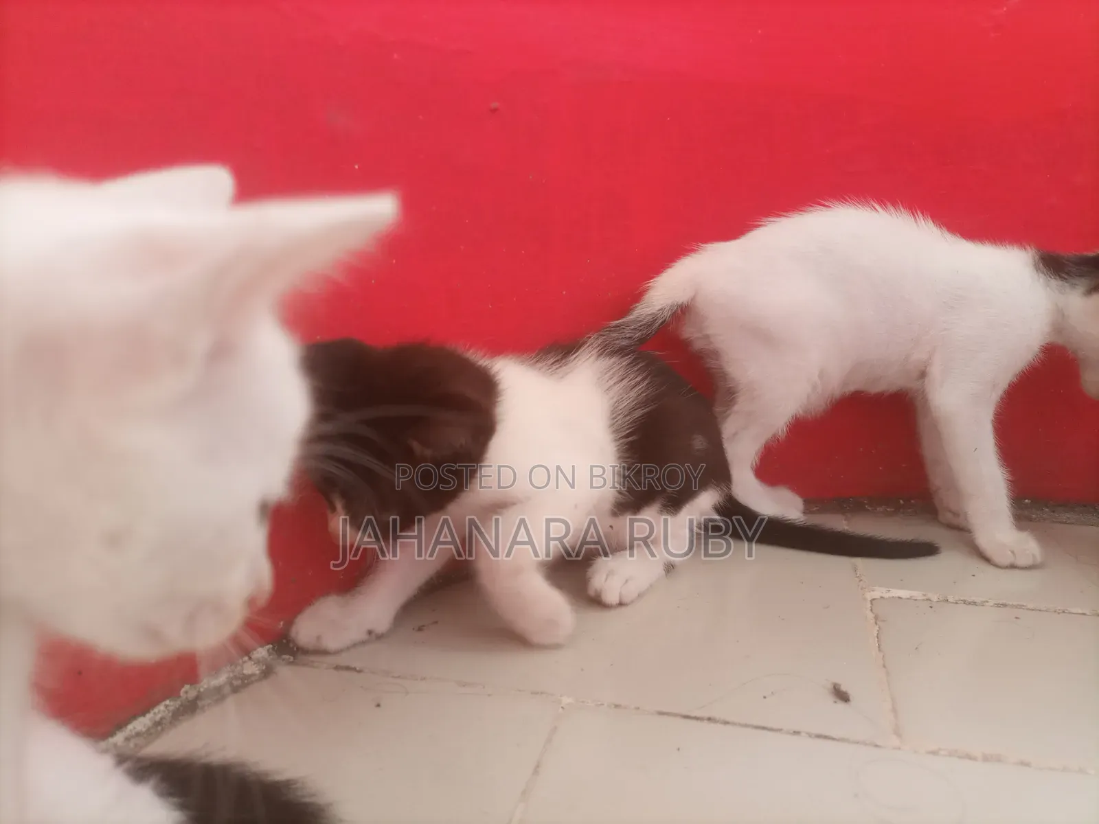 1-3 Months Female Purebred Bengal