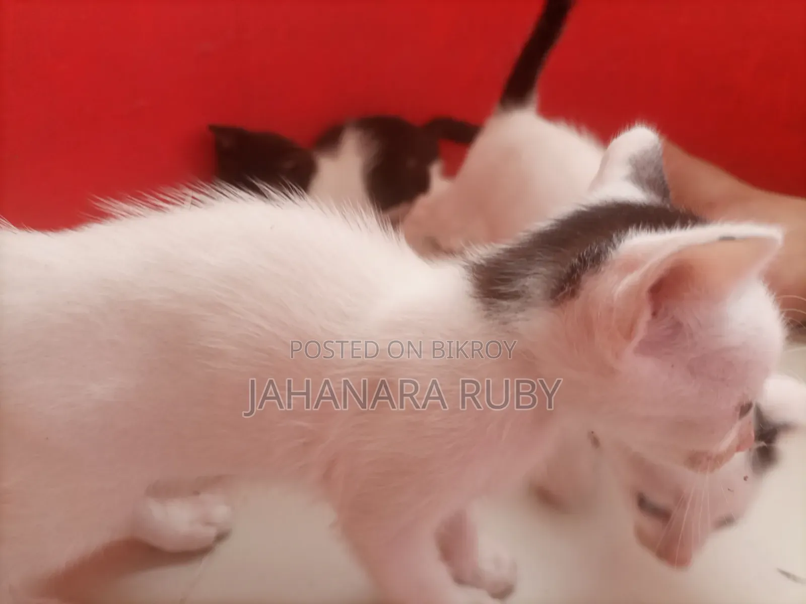1-3 Months Female Purebred Bengal
