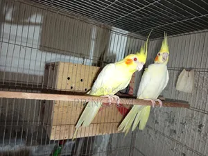ককাটেল এডাল্ট পেয়ার