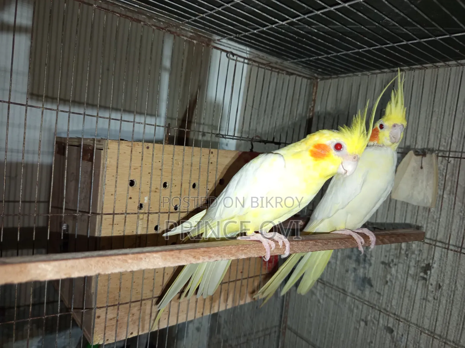 Cockatiel Adult Pair