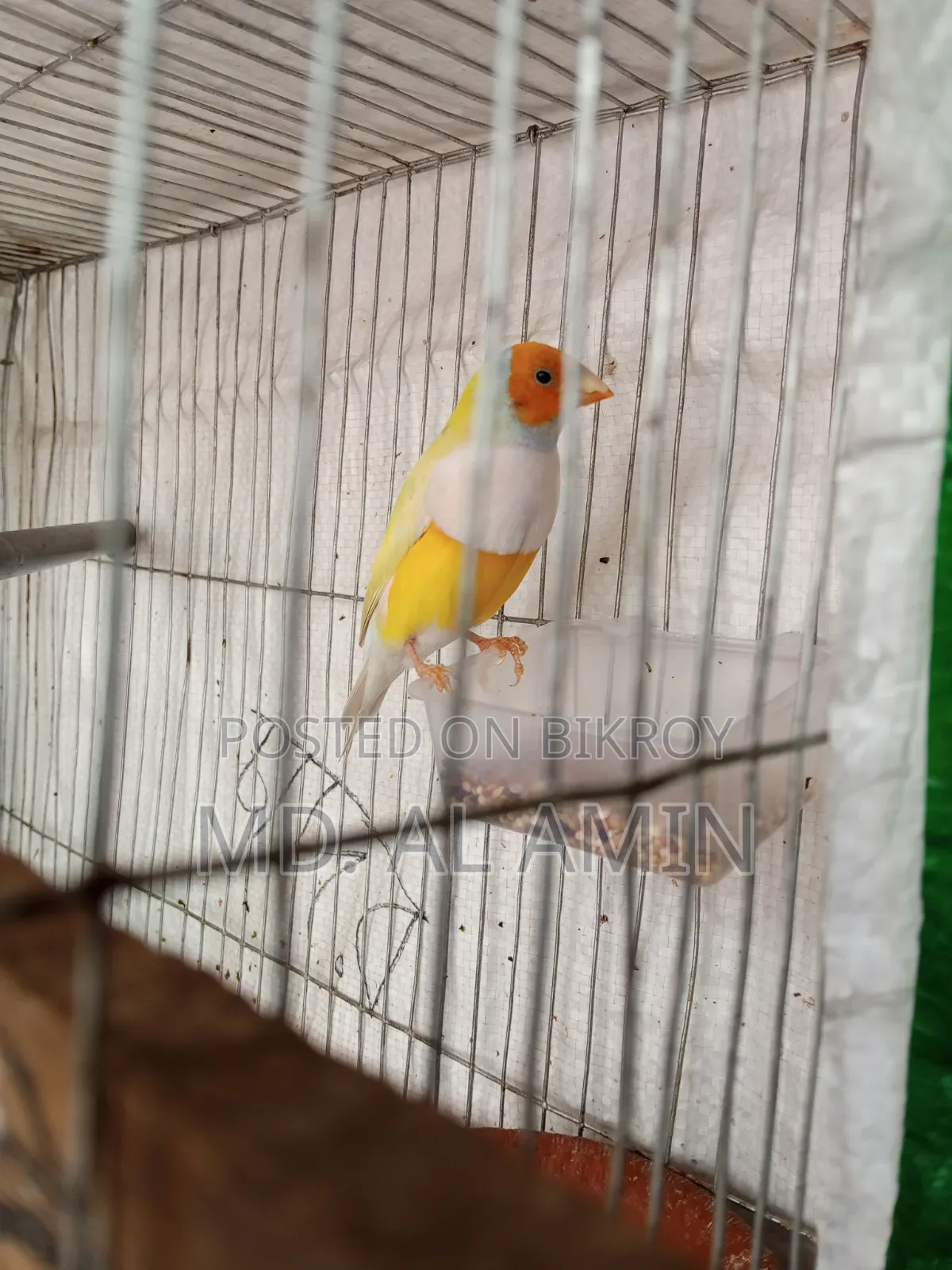 Running Gouldian Finch Male Bird For Sale