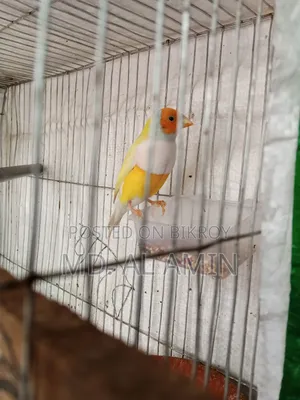 Running Gouldian Finch Male Bird For Sale