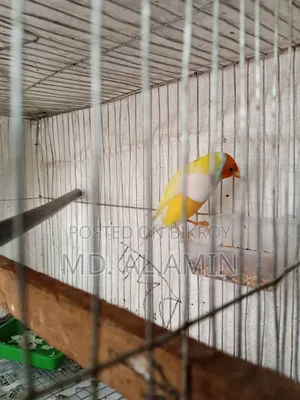 Running Gouldian Finch Male Bird For Sale