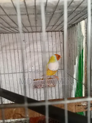 Running Gouldian Finch Male Bird For Sale