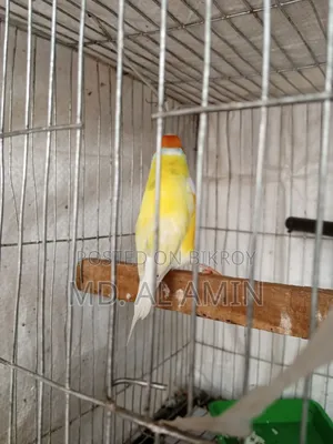 Running Gouldian Finch Male Bird For Sale