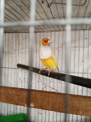 Running Gouldian Finch Male Bird For Sale