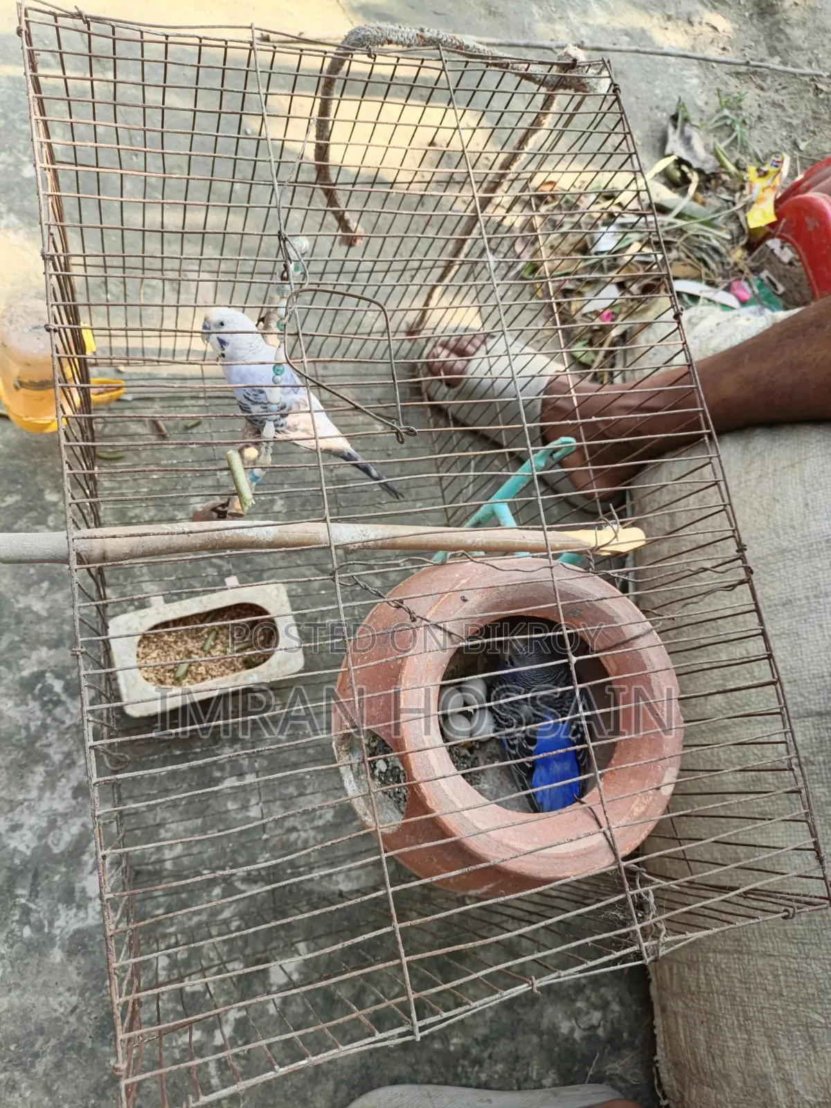 Budgerigar birds for sale