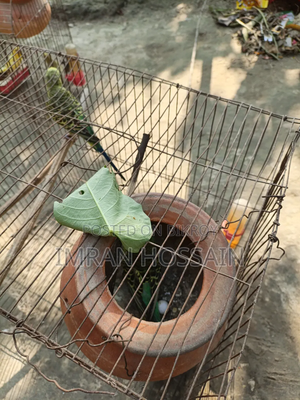 Budgerigar birds for sale