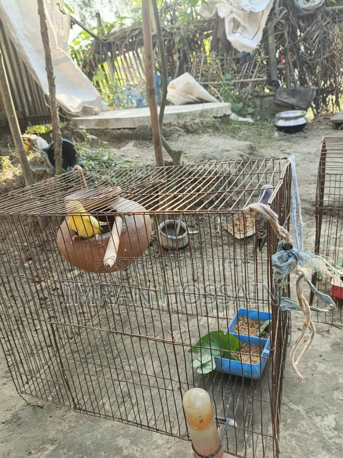 Budgerigar birds for sale